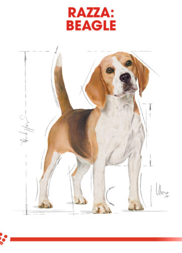 Royal Canin | Beagle Adult mollistar.it