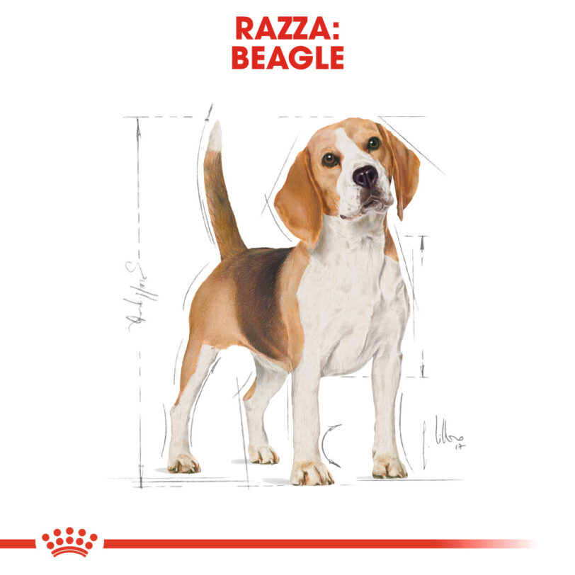 Royal Canin | Beagle Adult mollistar.it