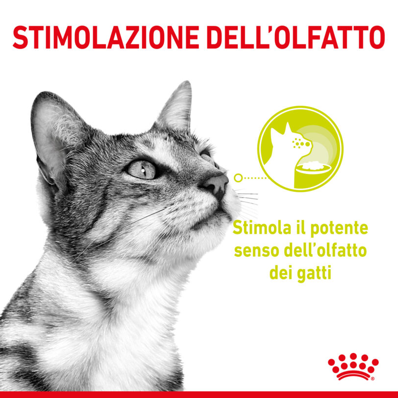 Royal Canin | Sensory™ SMELL bocconcini in gelatina mollistar.it