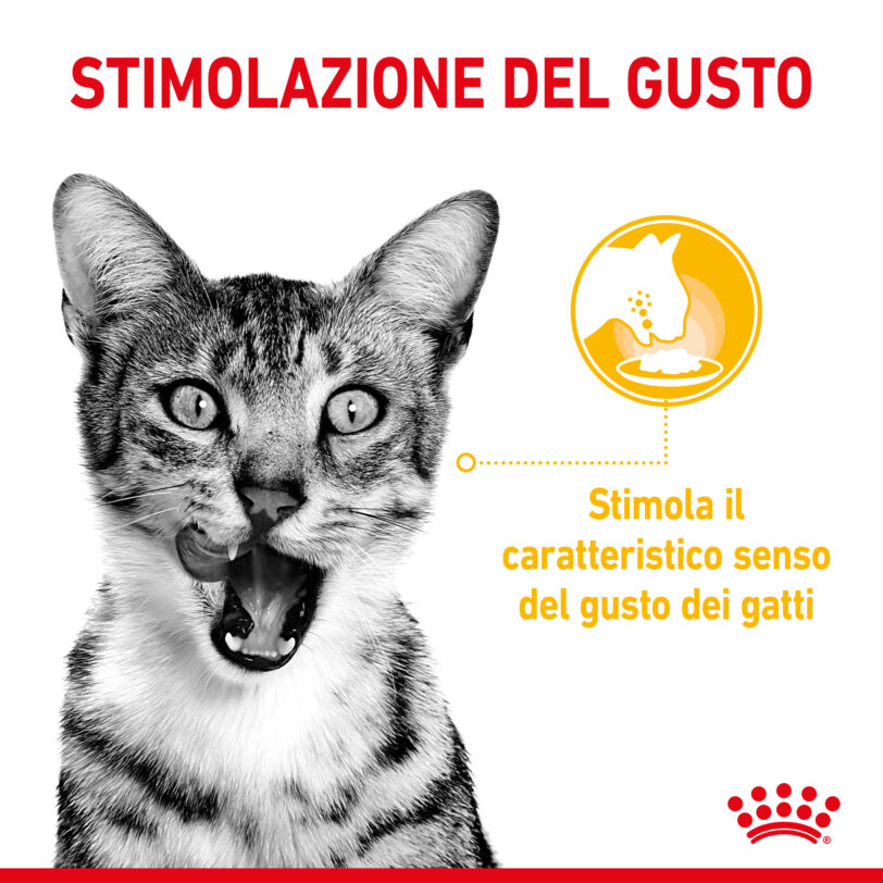 Royal Canin | Sensory™ TASTE bocconcini in salsa mollistar.it