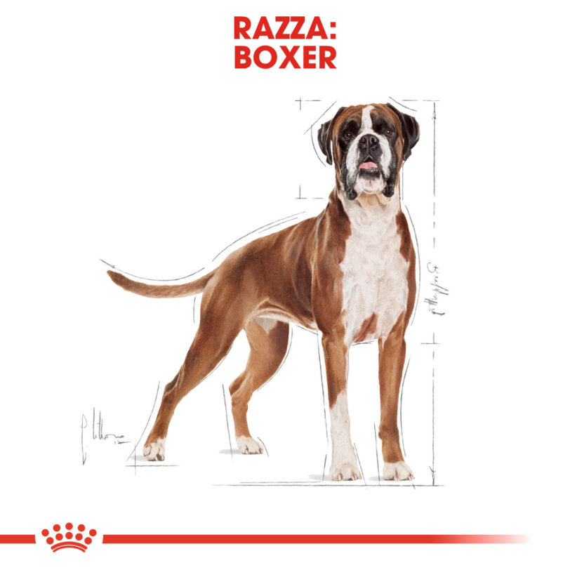 Royal Canin | Boxer Adult mollistar.it