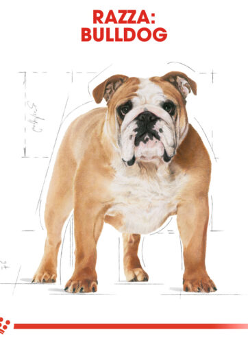 Royal Canin Bulldog Adult Mollistar.it