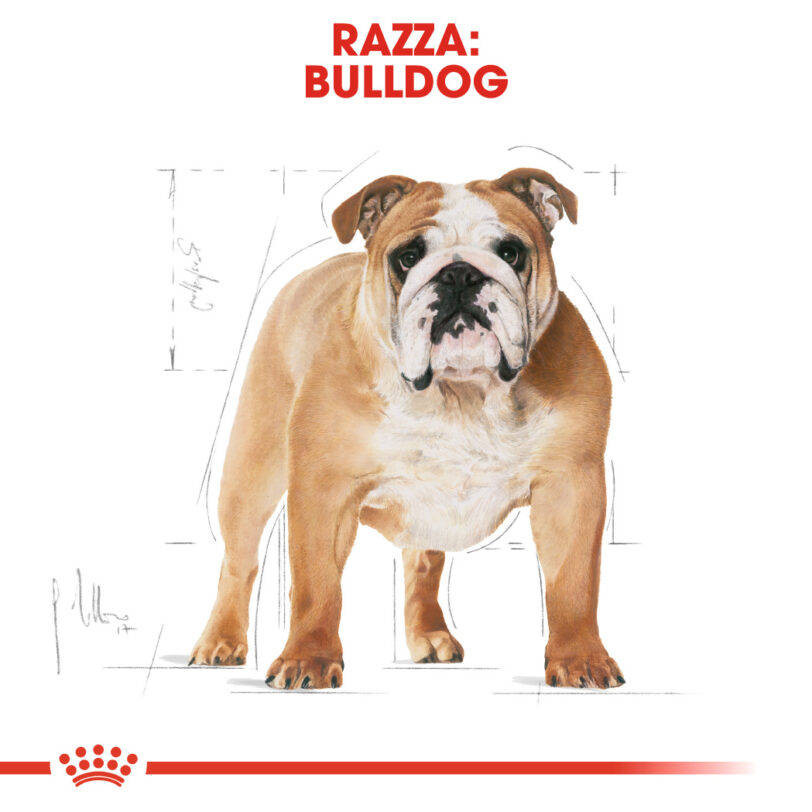 Royal Canin Bulldog Adult Mollistar.it