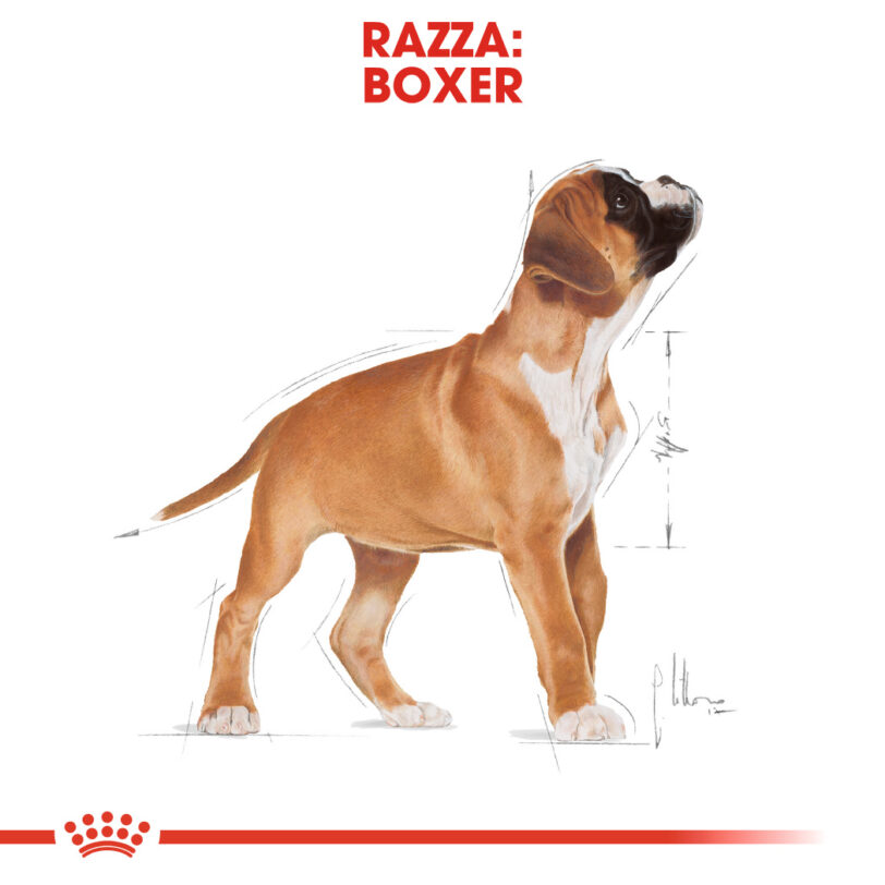 Royal Canin Boxer Puppy mollistar.it