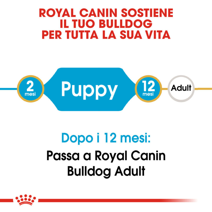 Royal Canin | Bulldog Puppy mollistar.it