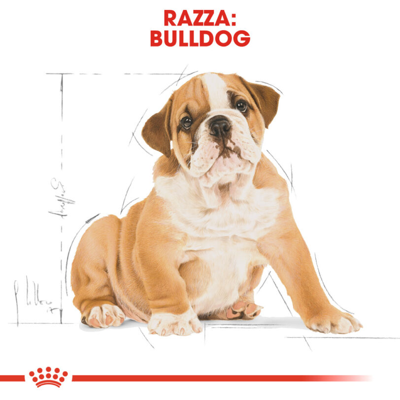 Royal Canin | Bulldog Puppy mollistar.it