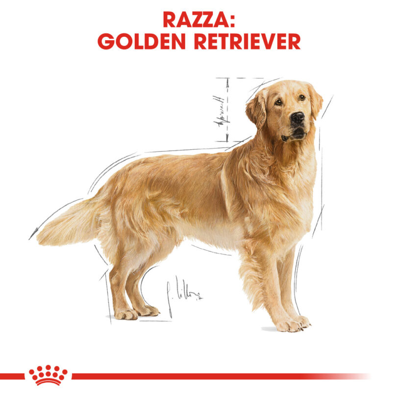 RC-BHN-GoldenRetriever-CV-Eretailkit-1_-it_IT mollistar.it
