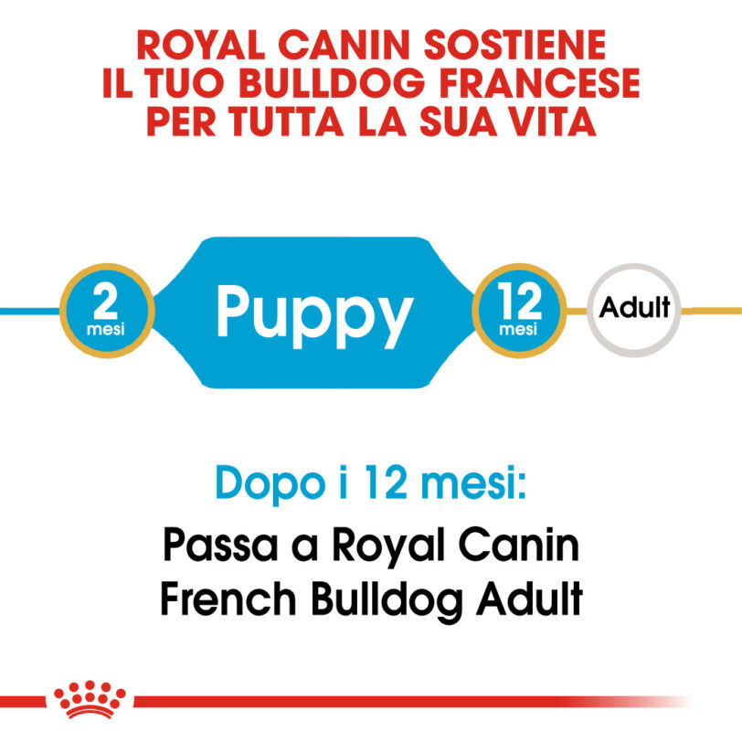 RC-BHN-PuppyFrenchBulldog-CM-EretailKit-1_-it_IT mollistar.it
