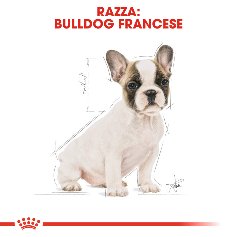 RC-BHN-PuppyFrenchBulldog-CM-EretailKit-4_-it_IT mollistar.it
