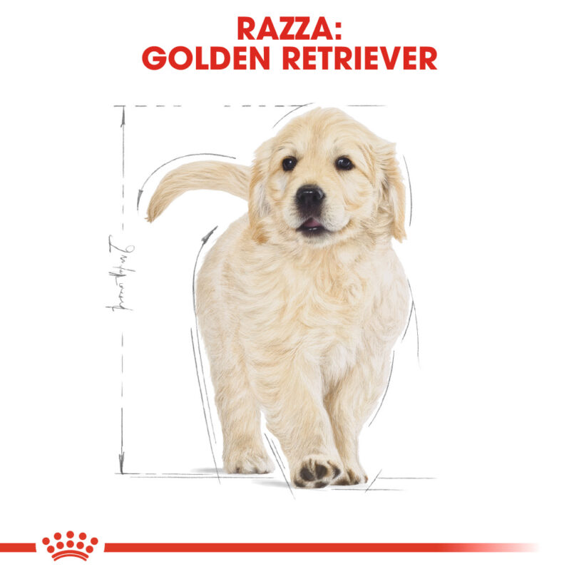 RC-BHN-PuppyGoldenRetriever-CM-EretailKit-4_-it_IT mollistar.it
