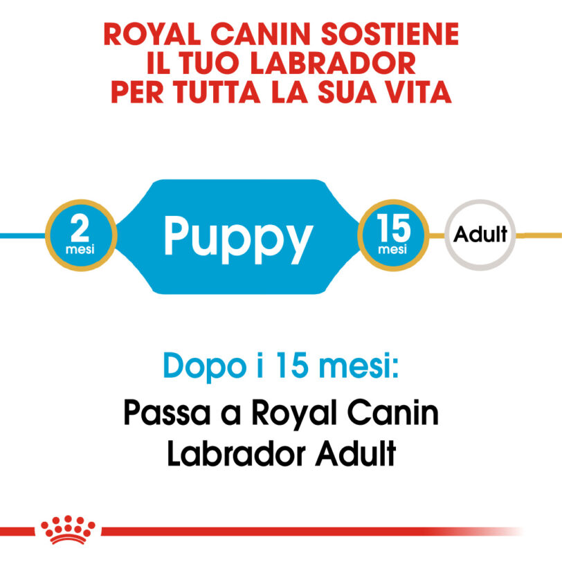 RC-BHN-PuppyLabradorRetriever-CM-EretailKit-1_-it_IT mollistar.it