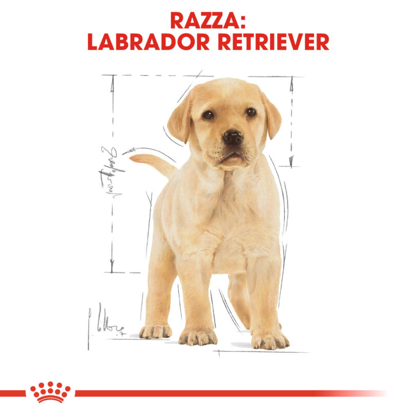 RC-BHN-PuppyLabradorRetriever-CM-EretailKit-4_-it_IT mollistar.it
