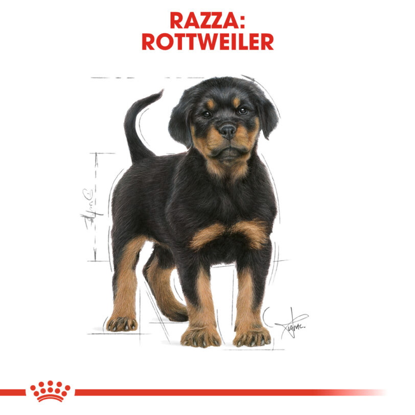 RC-BHN-PuppyRottweiler-CM-EretailKit-4_-it_IT mollistar.it