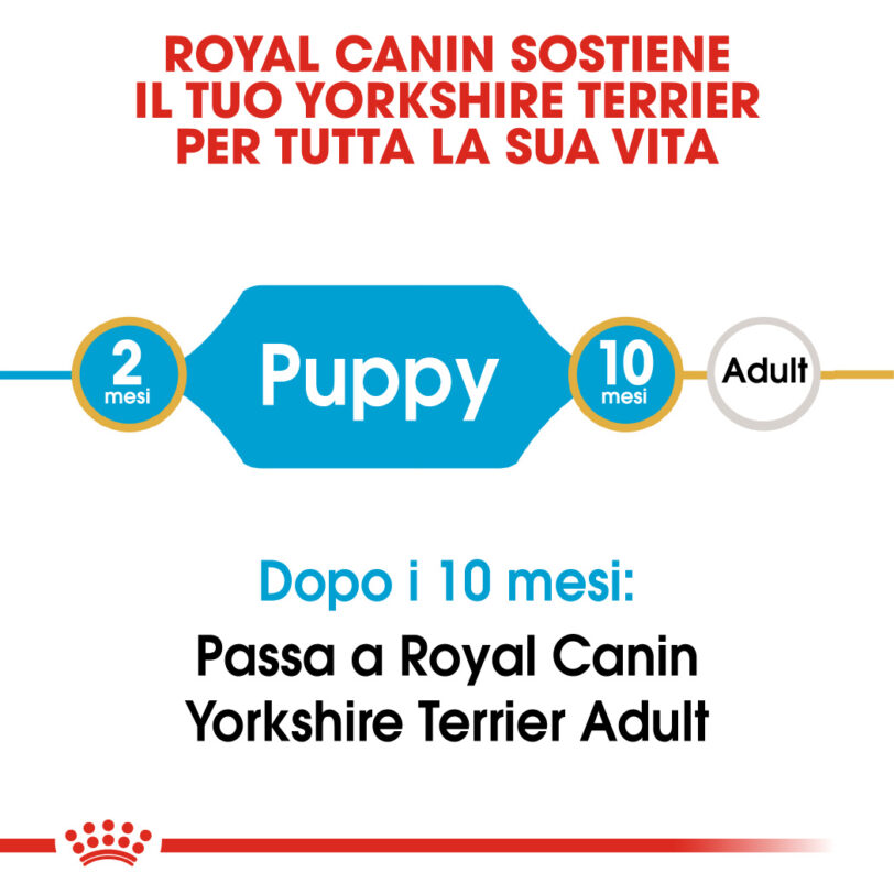 RC-BHN-PuppyYorkshire-CM-EretailKit-1_-it_IT mollistar.it