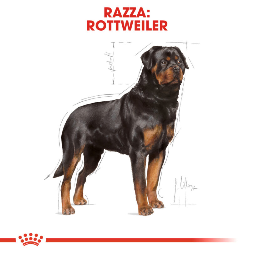 RC-BHN-Rottweiler-CV-Eretailkit-1_-it_IT mollistar.it