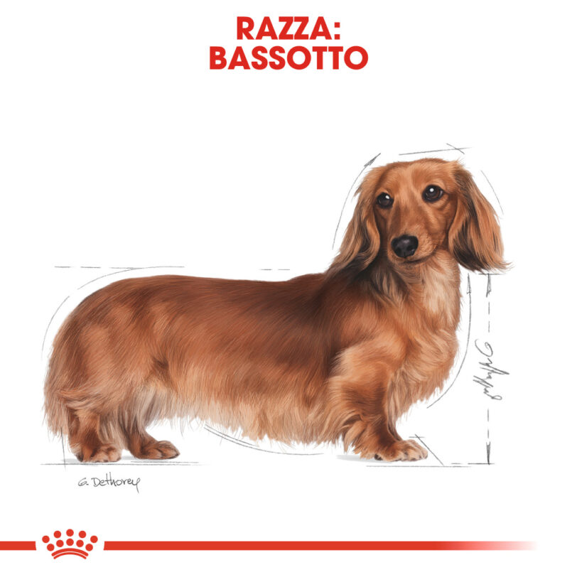 Royal Canin | Dachshund Adult Umido - immagine 2