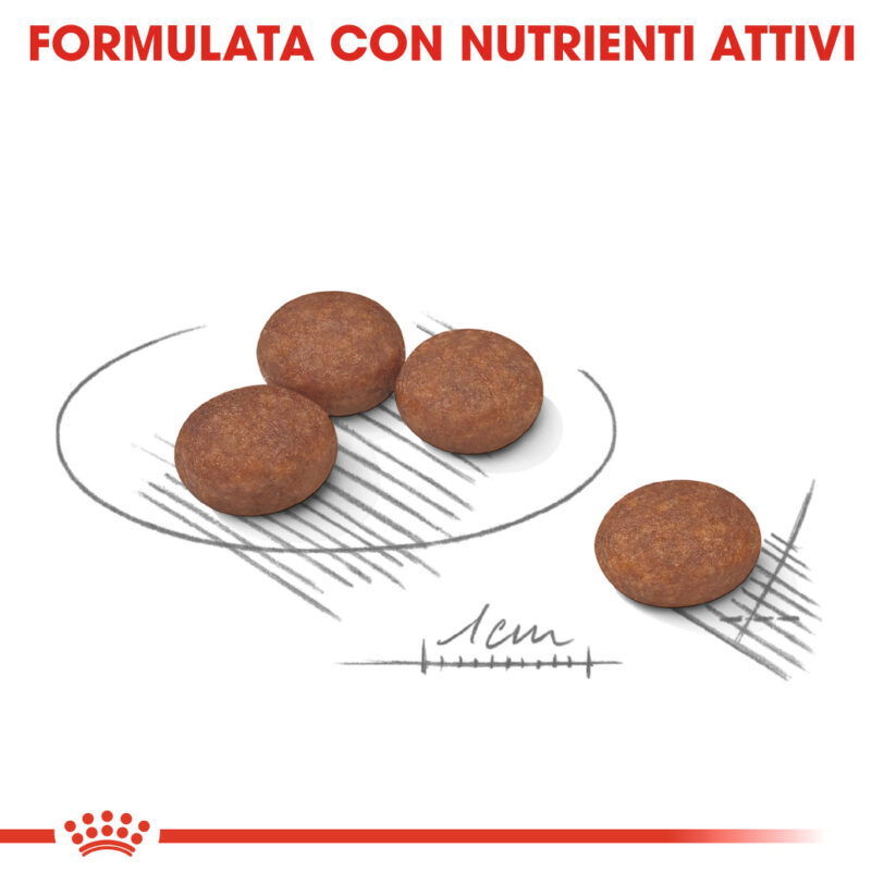 RC-CCN-DigestiveMini-CV-Eretailkit-5_-it_IT mollistar.it