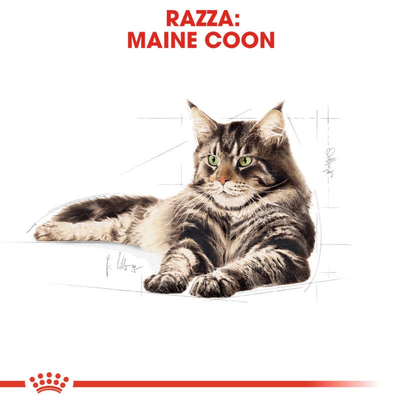 RC-FBN-Wet-MaineCoon-CV-Eretailkit-1_-it_IT mollistar.it