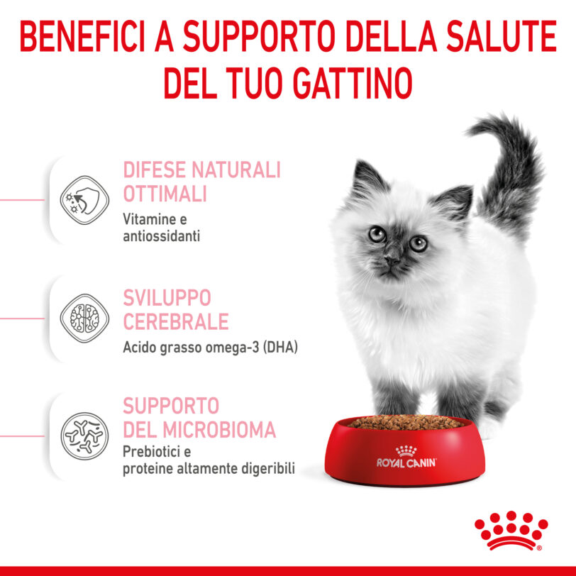 RC-SPT-DRY-Kitten-CV-3-it_IT mollistar.it