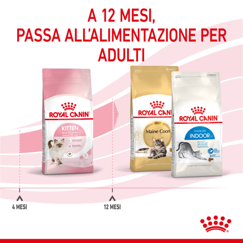 RC-SPT-DRY-Kitten-CV-5-it_IT mollistar.it