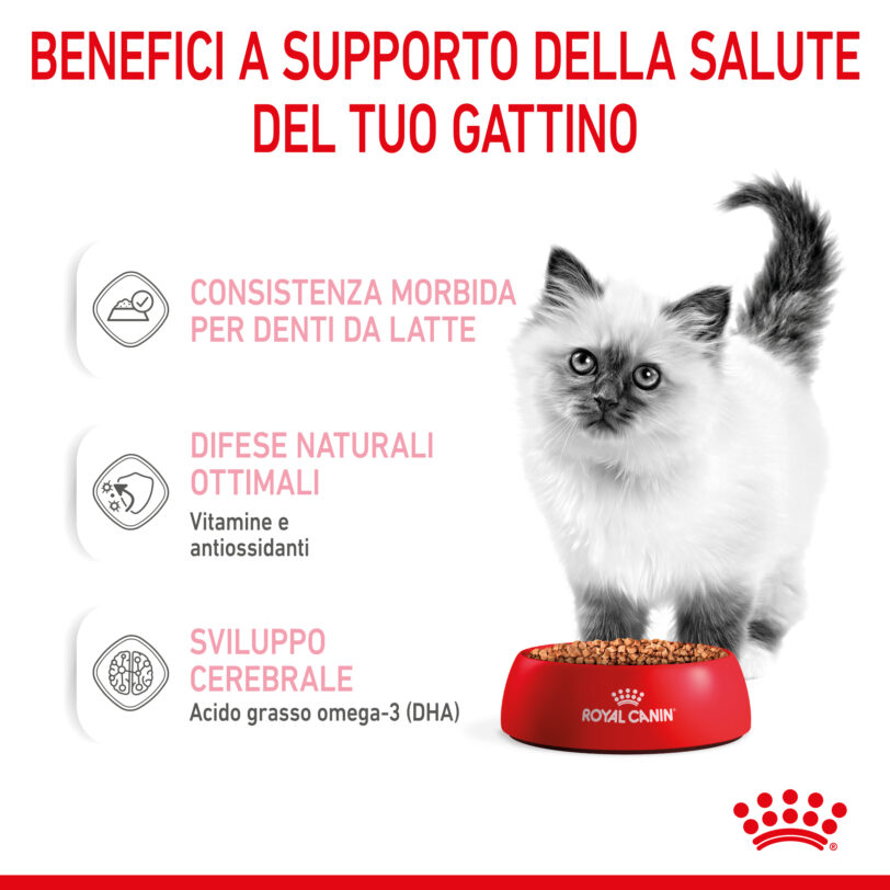 RC-SPT-WET-Kitten-CIG-CV-3-it_IT mollistar.it