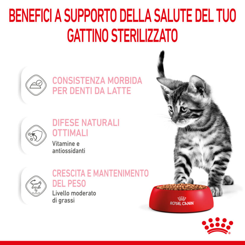 RC-SPT-WET-KittenSter-CIG-CV-3-it_IT mollistar.it